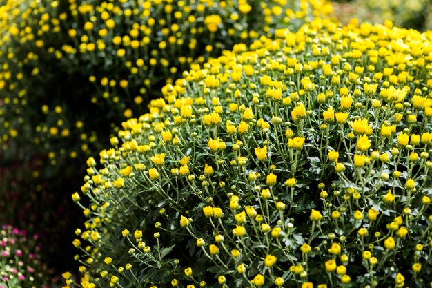 Mamás florecientes en alrge quantaties en el jardín.