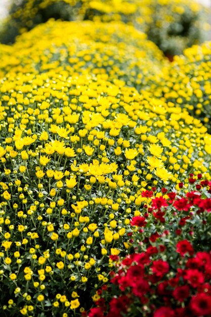 Mamás florecientes en alrge quantaties en el jardín.