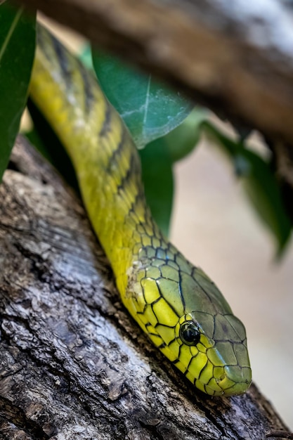 La mamba verde Dendroaspis viridis una serpiente venenosa