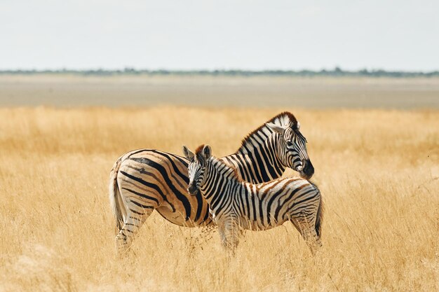 Foto los mamíferos están en el campo las cebras en la vida silvestre durante el día.