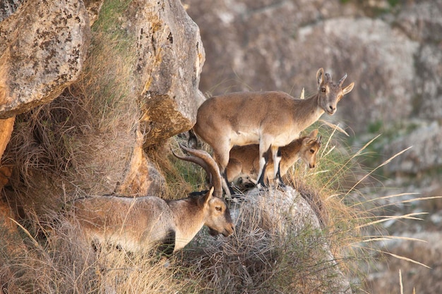 Mamíferos selvagens em seu ambiente natural - ambiente natural.