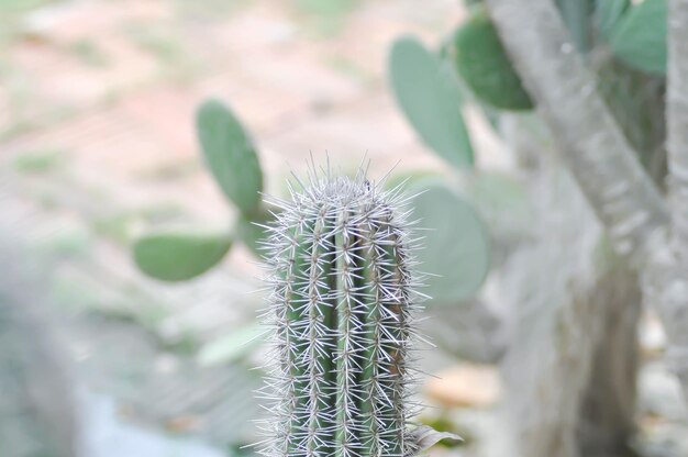 mamillaria mamillaria plumosa o planta de cactus