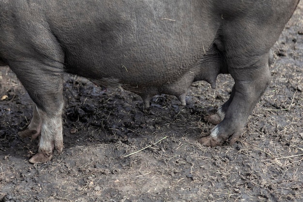 Foto mamilos de um porco selvagem preto lactante fecham a maternidade e a educação dos filhos