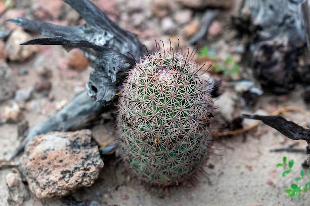 Mammillaria armillata baja california sur mexico cactus