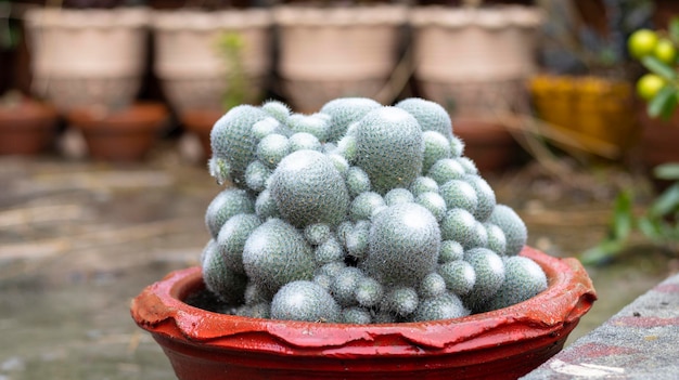 Mammillaria cactus en maceta roja con fondo borroso