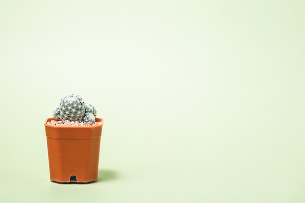 Foto mammillaria humboldtii cactus en maceta sobre el fondo verde claro para la naturaleza y el concepto de jardinería