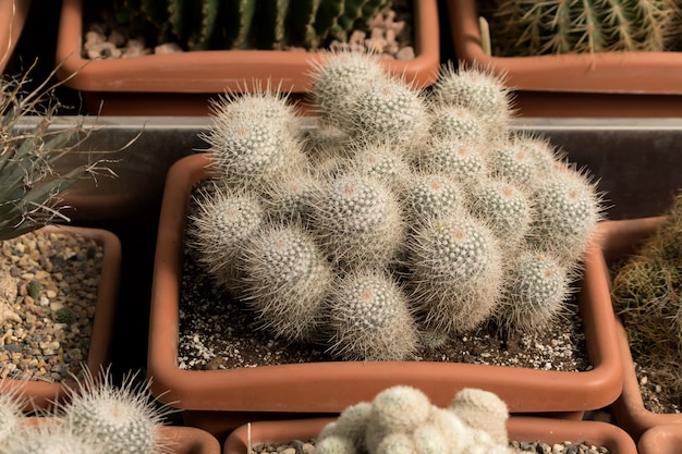 Mammillaria-Kaktus im Blumentopf unter anderen Kakteen