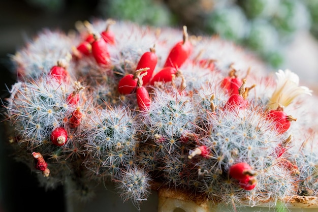 Mammillaria o cactus acerico rojo de cactus mammillaria hahniana en maceta