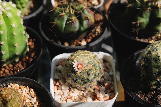 Mammillaria schiedeana, Kaktus haben rosa Blume, Kakteen, Cactaceae.