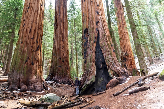 Mammutbäume in einem Redwood-Hain in den Vereinigten Staaten