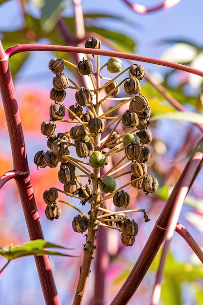 Mamona verde Planta da espécie Ricinus communis