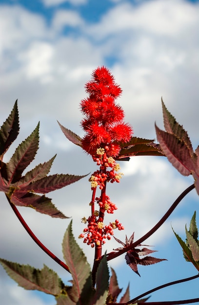 Foto mamona vermelha planta venenosa perigosa para a saúde