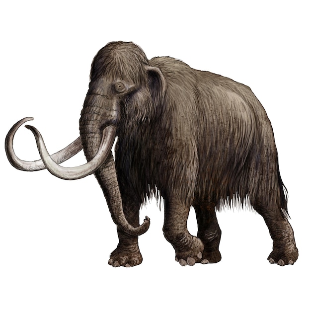 Mamut