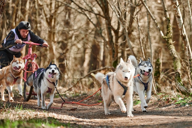 Man Musher fährt auf einem dreirädrigen Wagen mit vier Siberian Husky-Schlittenhunden im Geschirr im Wald