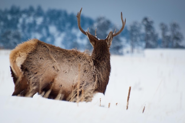 Manada de alces en la nieve cerca de Evergreen, Colorado.