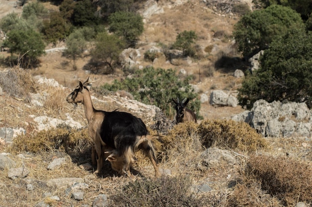 una manada de animales salvajes en las montañas