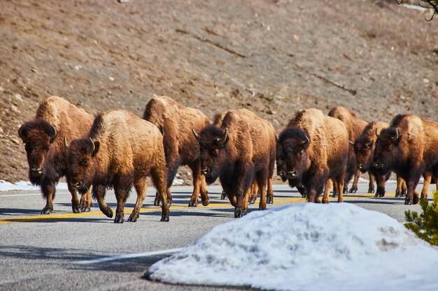 Una manada de bisontes camina por la carretera con nieve a un lado