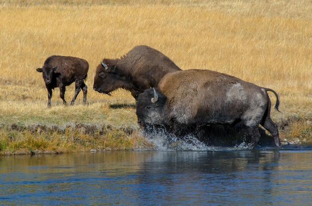 Manada de bisontes cruzando el río Firehole en el Parque Nacional de Yellowstone.