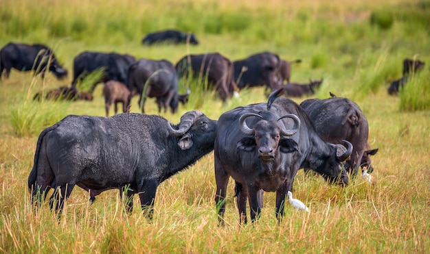 Manada de búfalos africanos del cabo pastando en el parque nacional de chobe