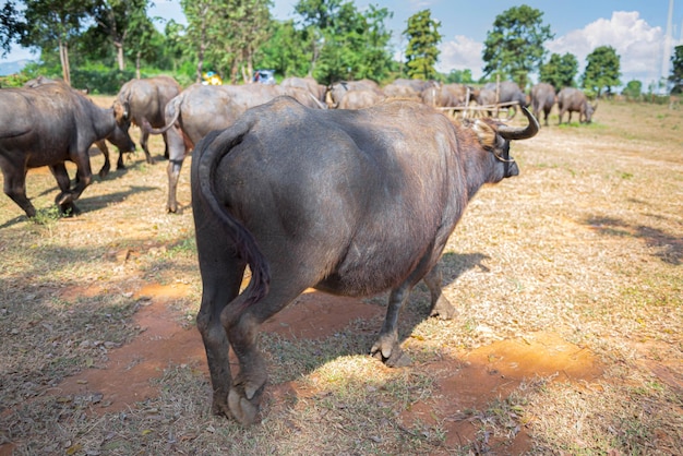 Manada de búfalos caminando por el campo para alimentar el concepto natural de animales y ganado