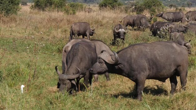 Una manada de búfalos en un campo