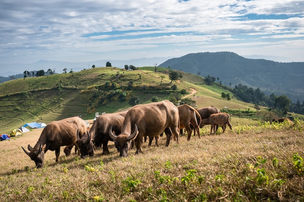 Manada de búfalos pastando en la colina en tierras de cultivo rural en Doi Mae Tho