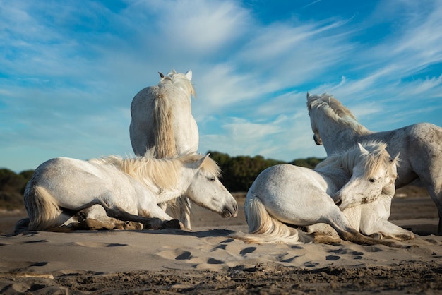 Manada de caballos blancos están tomando tiempo en la playa Imagen tomada en Camargue Francia