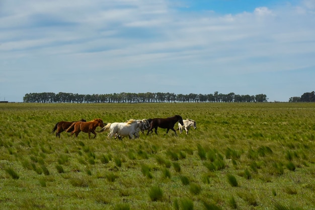 Manada de caballos en la campiña provincia de La Pampa Patagonia Argentina