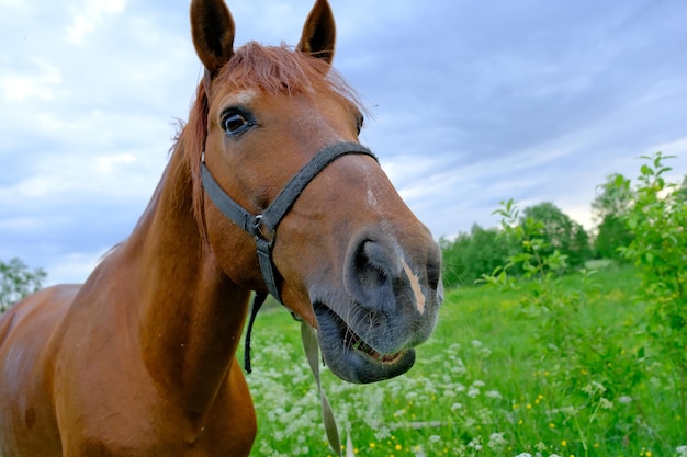 Manada de caballos en un campo floreciente en un día de verano