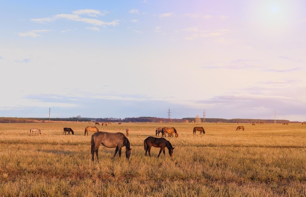 Manada de caballos en el campo en el otoño.