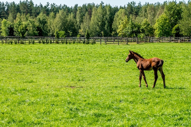 Manada de caballos de élite pasta en el césped cerca del bosque