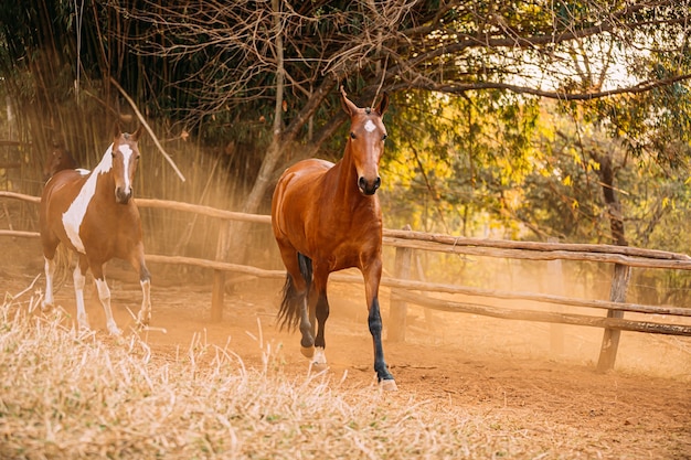 Manada de caballos galopando sobre polvo arenoso.