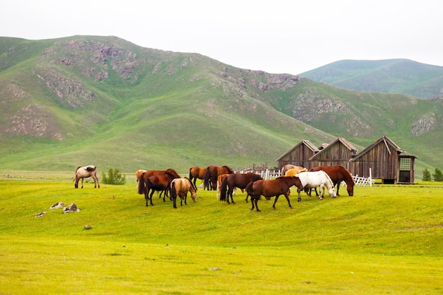 Manada de caballos mongoles en las estepas