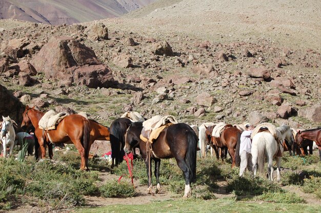 Foto manada de caballos de montaña listos para la excursión