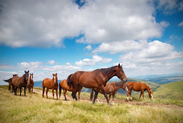 Una manada de caballos en las montañas.