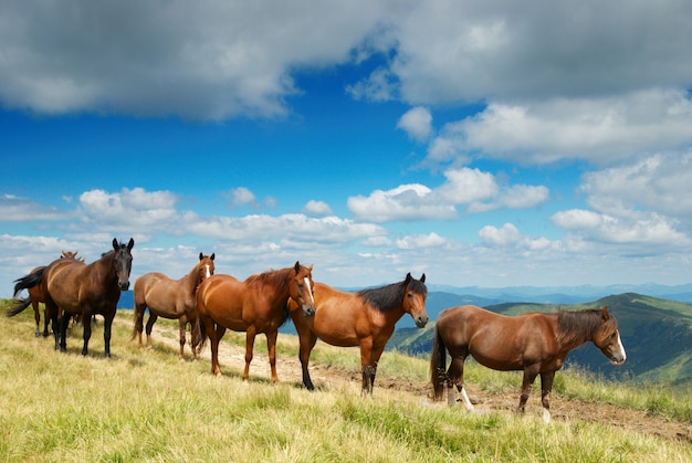 Una manada de caballos en las montañas.