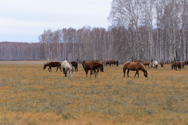 Una manada de caballos pasta en un gran campo. Otoño de pastoreo de caballos con el telón de fondo del bosque de abedules