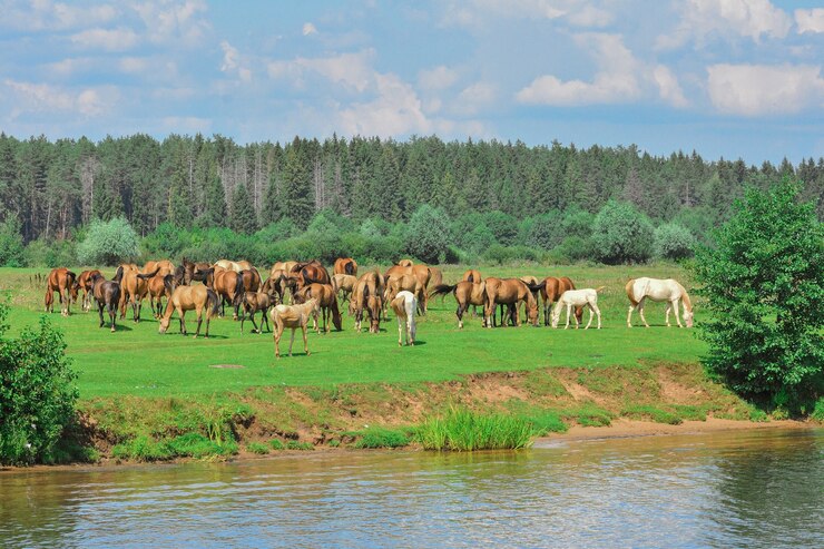 Manada de caballos pastando, caballos pastando en la pradera