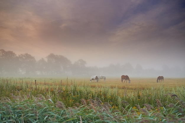 Manada de caballos pastando hierba en un campo de primavera en una mañana brumosa Sementales de pie en un prado o pastizal con copyspace Animales de granja de ganado deambulando libremente y comiendo las vegetaciones silvestres