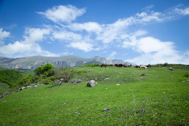 manada de caballos pastando en la hierba verde en las montañas