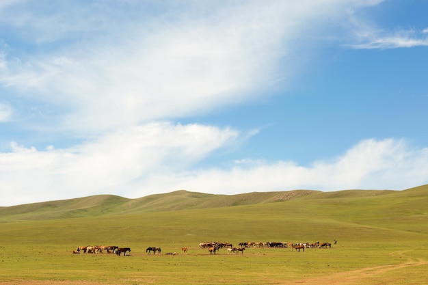 Manada de caballos en el pasto en la estepa