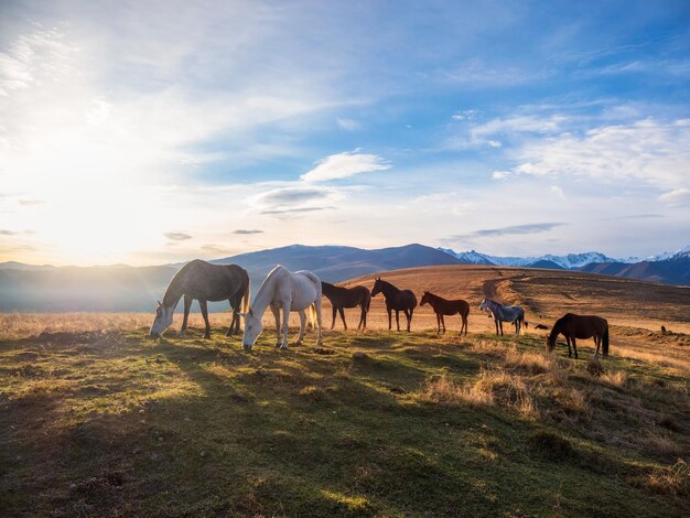 Manada de caballos en un pasto de montaña Hermosos caballos en un prado de otoño posa contra el fondo de una montaña blanca cubierta de nieve