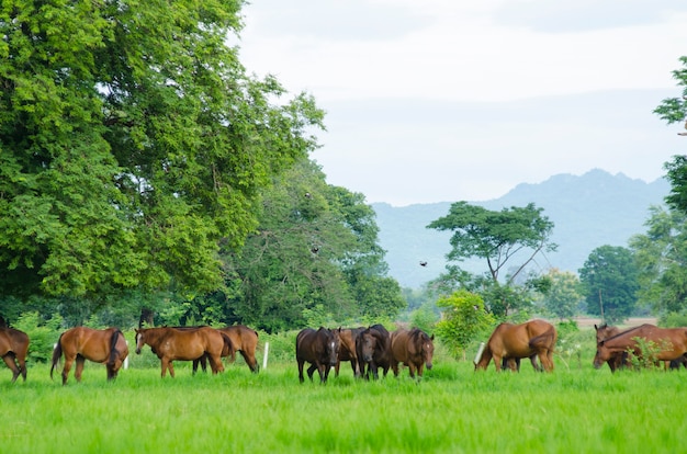 Manada de caballos en el pasto