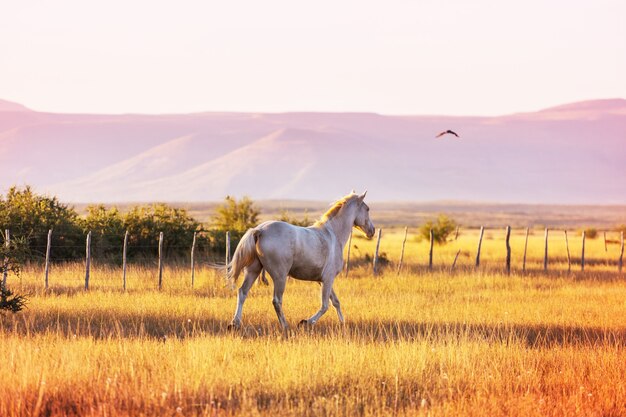 Manada de caballos en pastos en Chile, Sudamérica