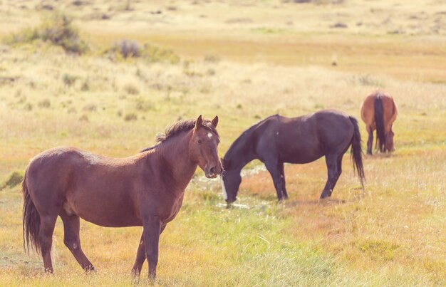 Manada de caballos en pastos en Chile, Sudamérica