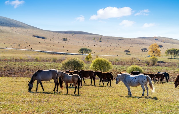 una manada de caballos en el prado de otoño