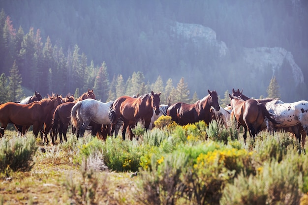 Una manada de caballos en un prado de otoño