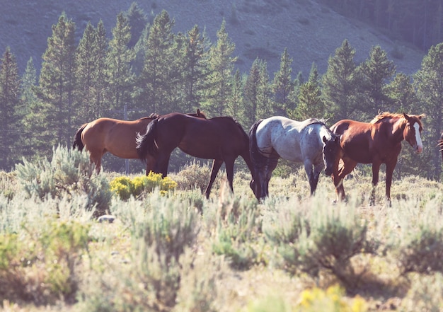 Una manada de caballos en un prado de otoño