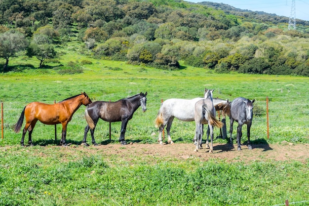 Manada de caballos en un prado