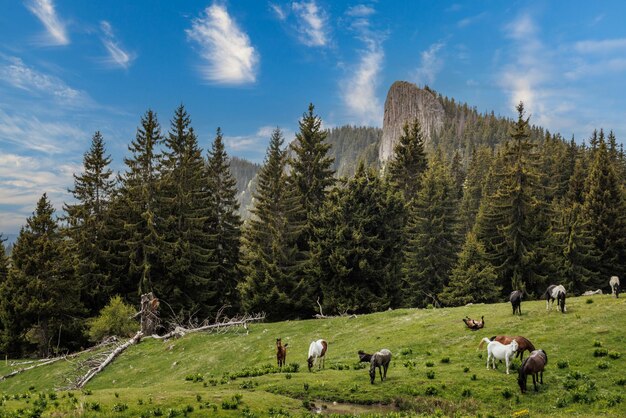 Manada de caballos que comen hierba, beben agua y pastan en praderas con abetos contra el fondo de las montañas y el cielo